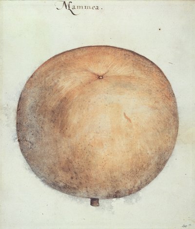 Mammea-Apfel von John White